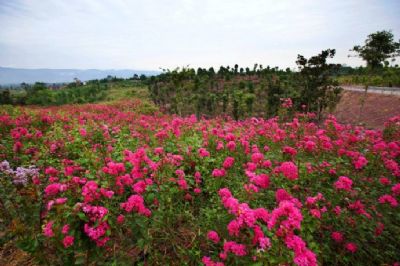 长寿紫耘花海景区