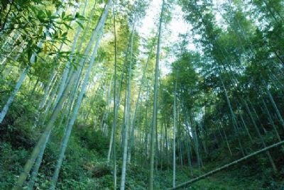 翠山竹海